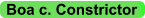 Boa c. Constrictor